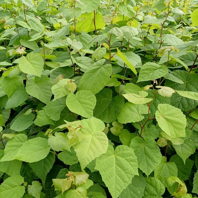 瑞林 段树苗小苗 苗木栽培基地