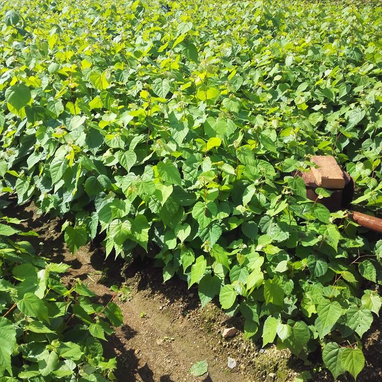 瑞林 糠椴树苗 椴树苗自有苗木基地