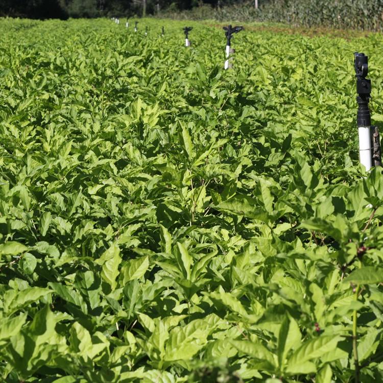 刺五加种苗 瑞林苗圃 刺五加苗批发