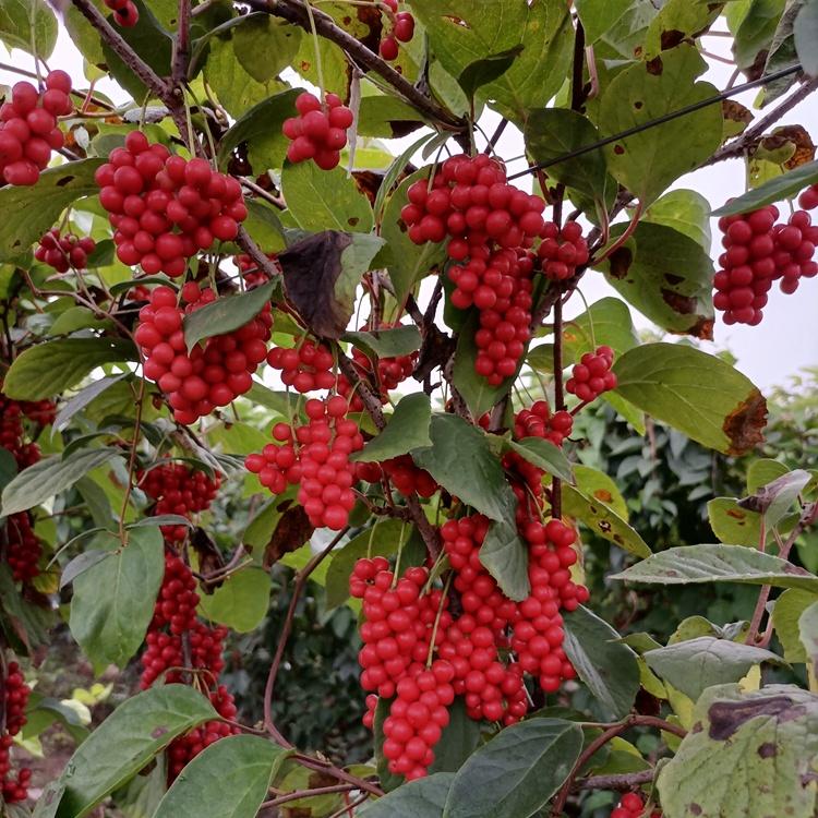 桓仁瑞林  二年生五味子苗 供应五味子苗 工厂