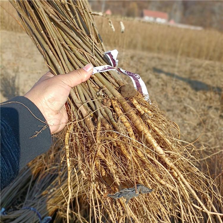 瑞林1年刺槐小苗批发价格 2年刺槐小苗价格 基地直供