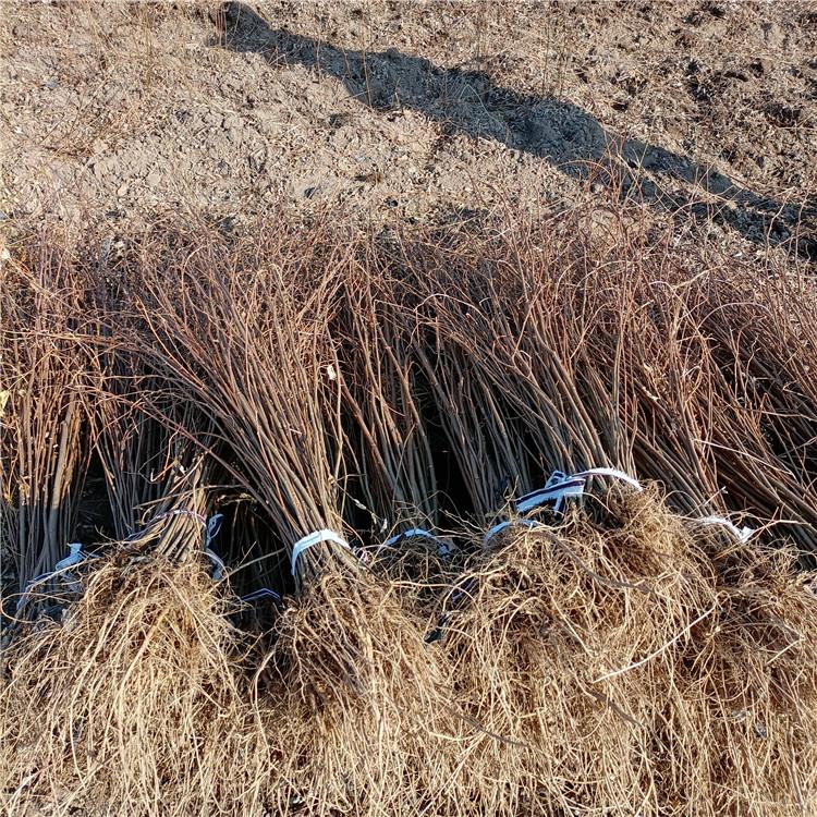 瑞林 1年刺槐苗价格 8公分刺槐报价