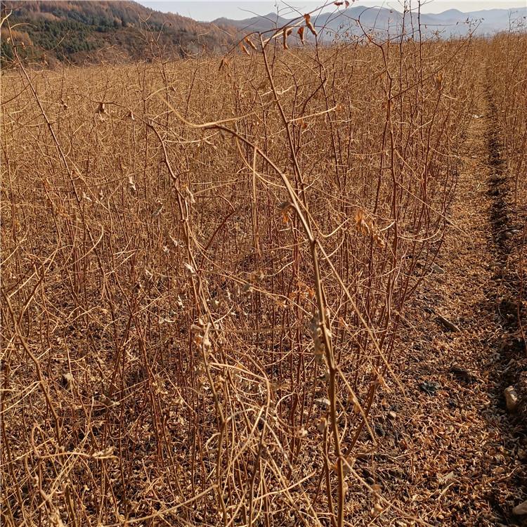 瑞林 1年刺槐苗价格 15公分刺槐价格