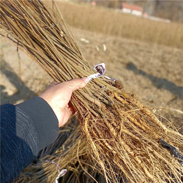 瑞林 刺槐小苗价格 工程苗木红花刺槐