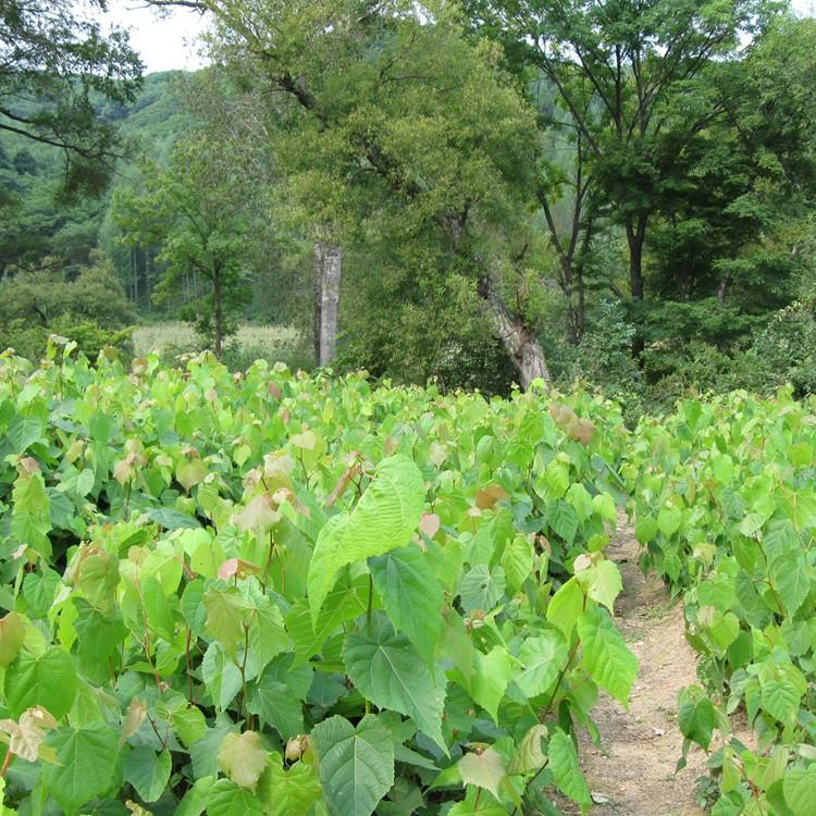 桓仁瑞林 紫椴树苗木价格 紫椴树苗苗圃供应