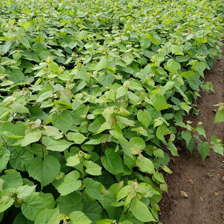 桓仁瑞林 椴树苗批发 紫椴树苗基地