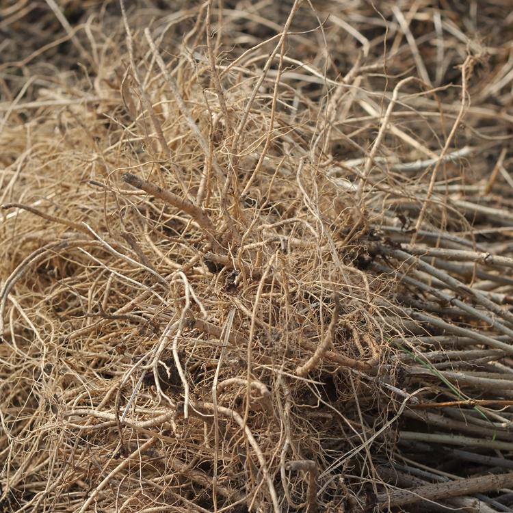 长年供应 刺老芽苗乌龙头苗 山珍美味 室外种植