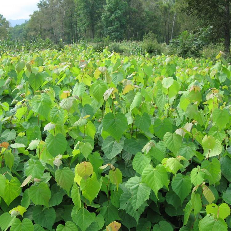 桓仁瑞林 康椴苗出售 紫椴树苗苗圃供应