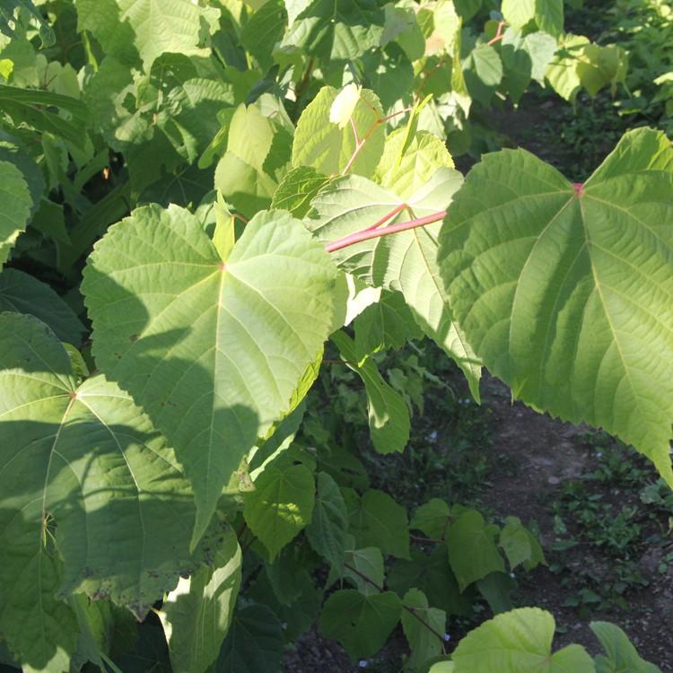 桓仁瑞林 辽宁紫椴树苗 紫椴树苗现苗供应