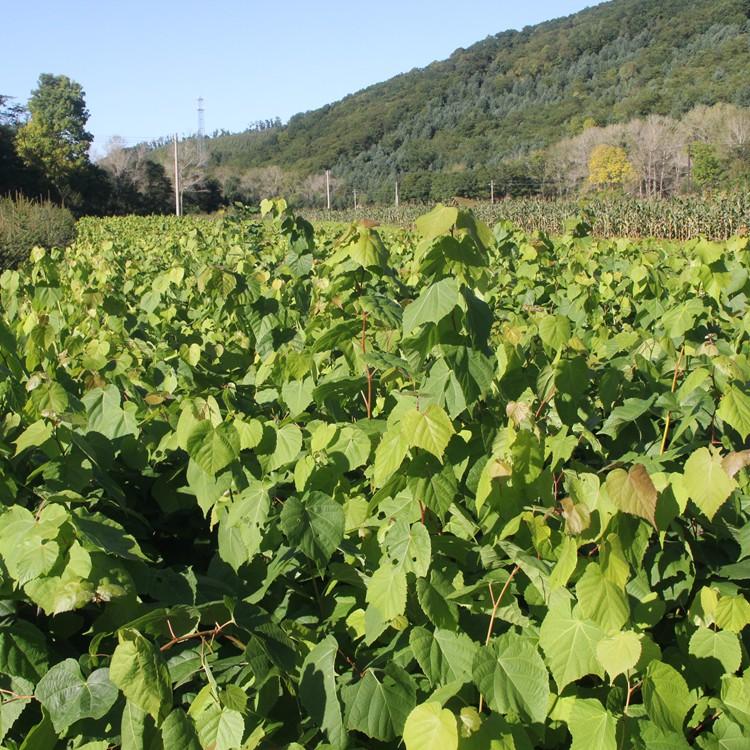 桓仁瑞林 康椴苗出售 紫椴树苗现苗供应