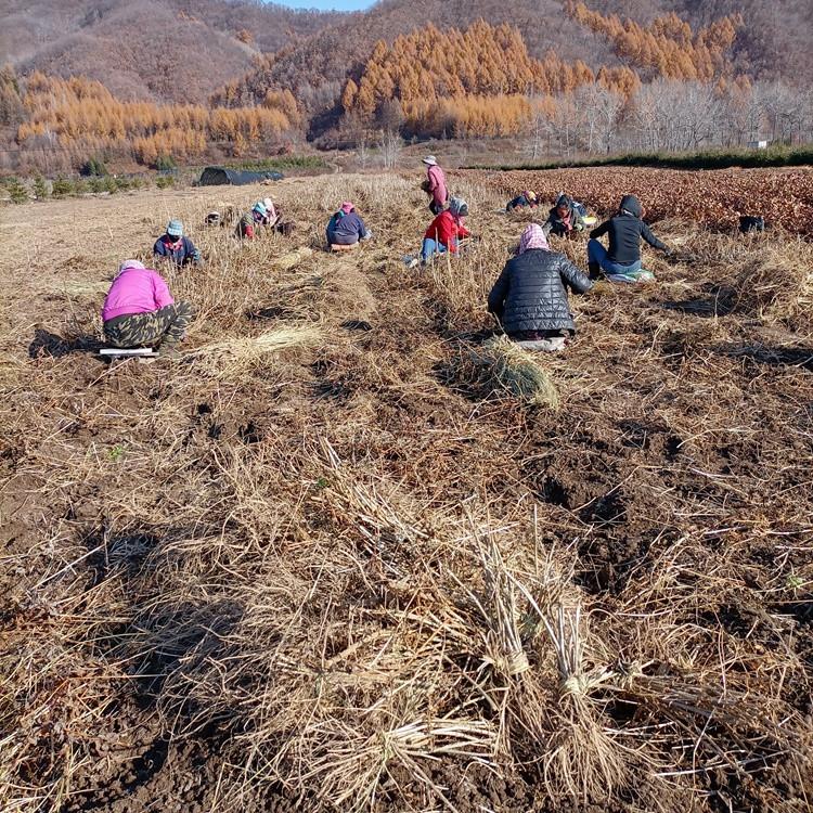 瑞林苗圃 刺老包苗批发 大量供应刺老包苗