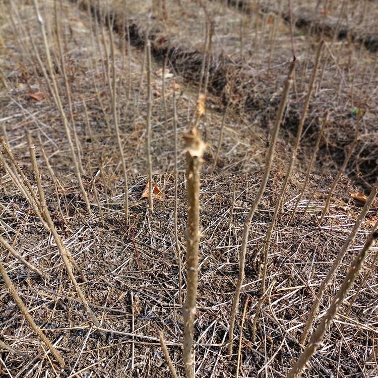 瑞林 辽宁刺老包苗价格 红刺老包树苗 基地现采现发