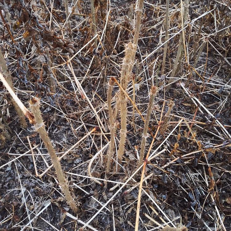 批发刺老包苗 苗圃直发 现货供应