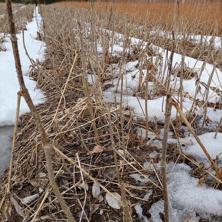 辽宁刺脑包苗 树头菜种苗 刺老包苗批发供应
