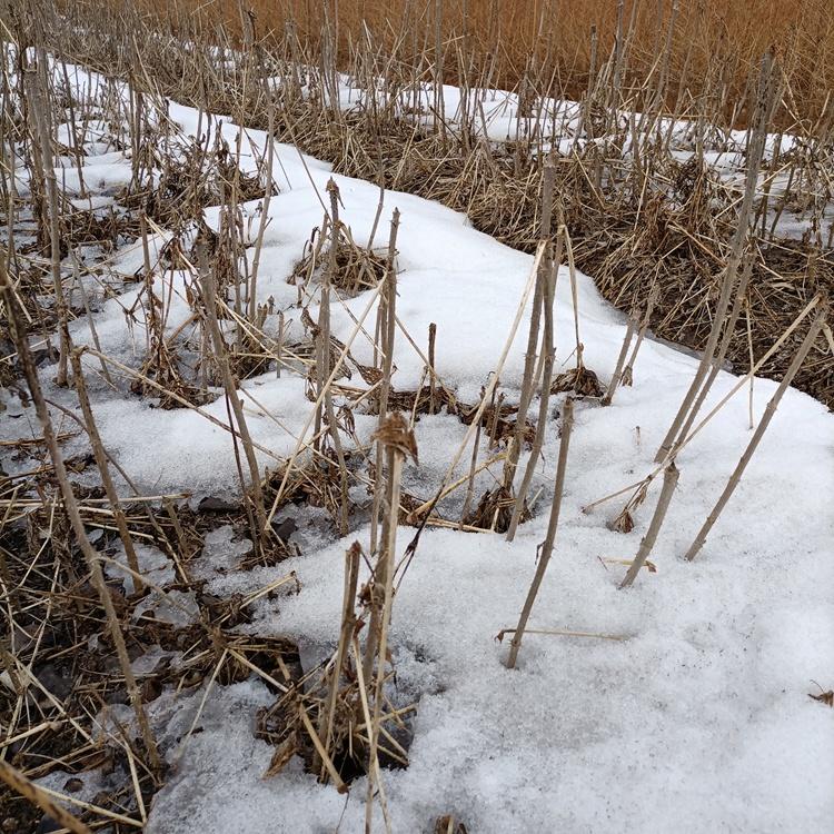 批发刺老包苗 苗圃直发 现货供应