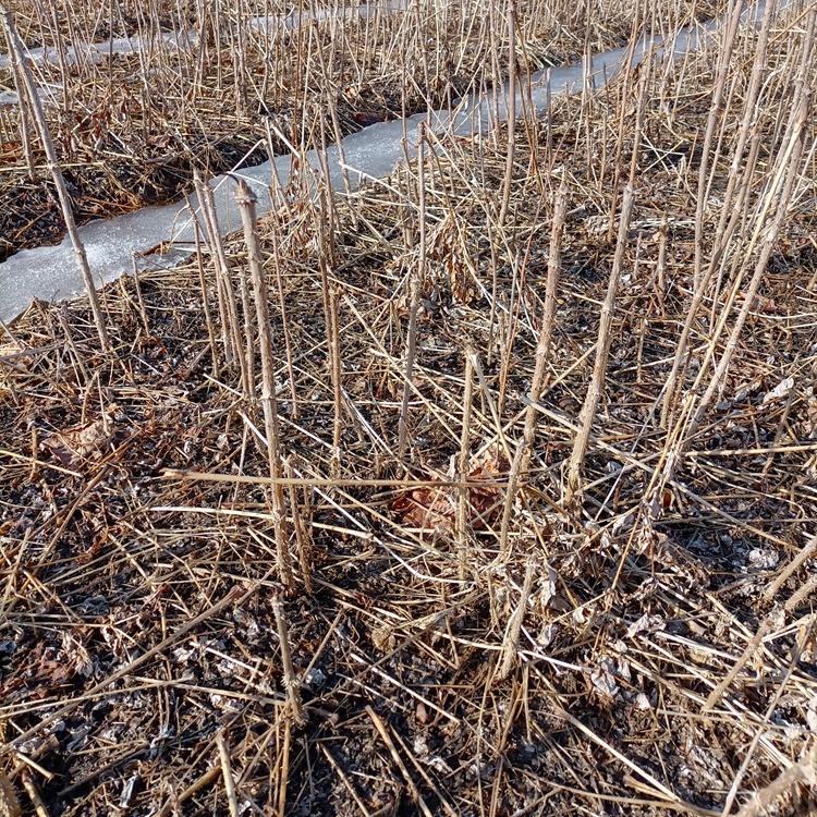 刺老包种苗批发 规格齐全