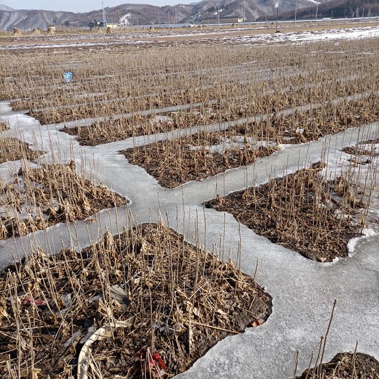 刺龙芽苗 刺龙芽苗厂家直销 东北刺龙芽苗批发