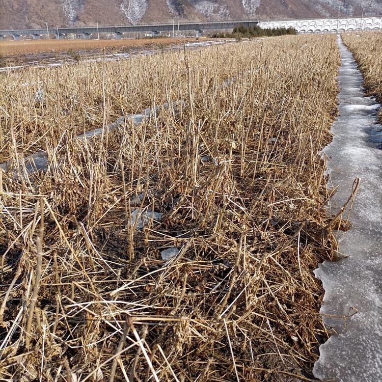 供应乌龙头苗木 乌龙头小苗 物美价廉 量大从优