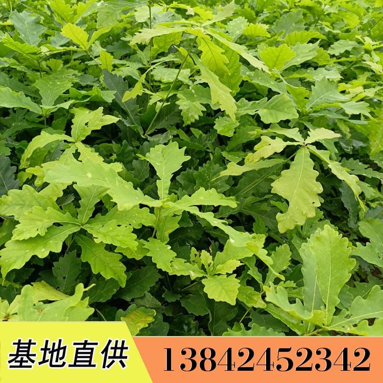 现货供应 蒙古栎苗 园林植被绿化树 蒙古栎树苗