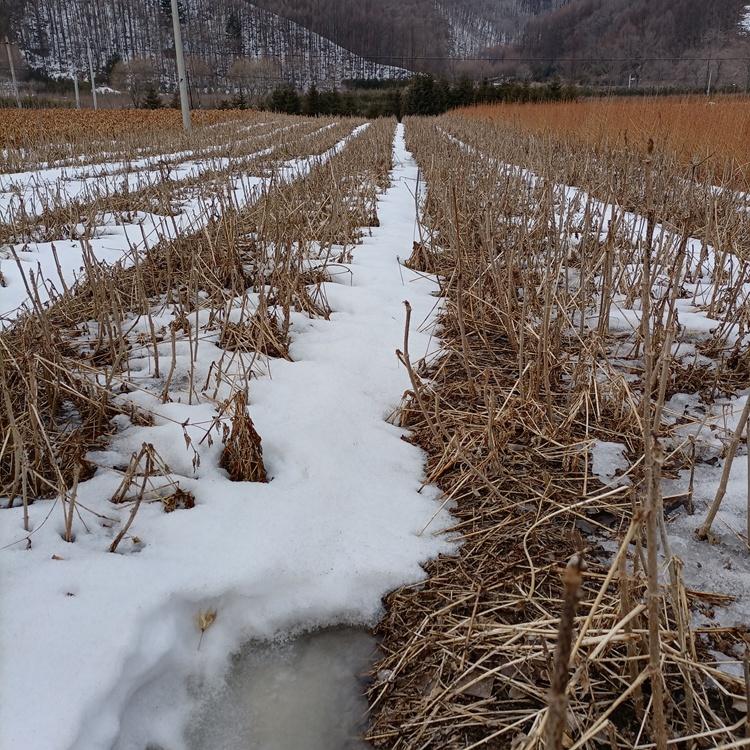 乌龙头树苗繁育基地 乌龙头苗批发