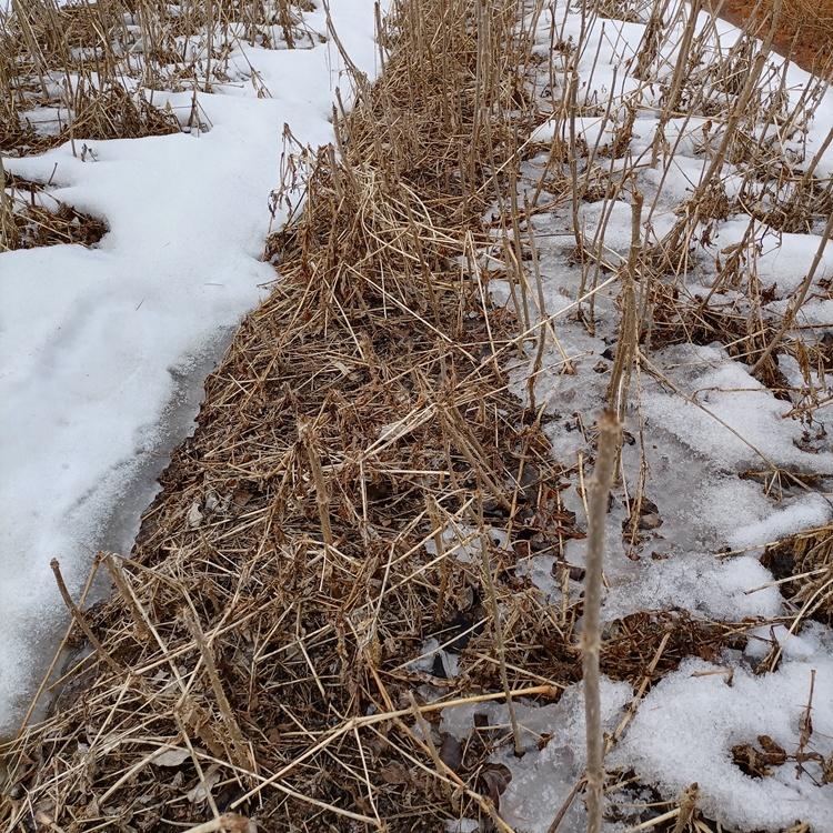 刺龙芽苗 刺龙芽苗厂家直销 东北刺龙芽苗批发