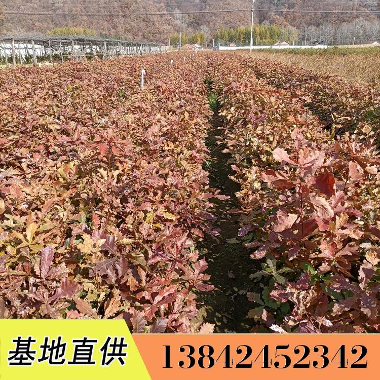 蒙古栎价格 辽东栎苗 苗圃直发 量大从优