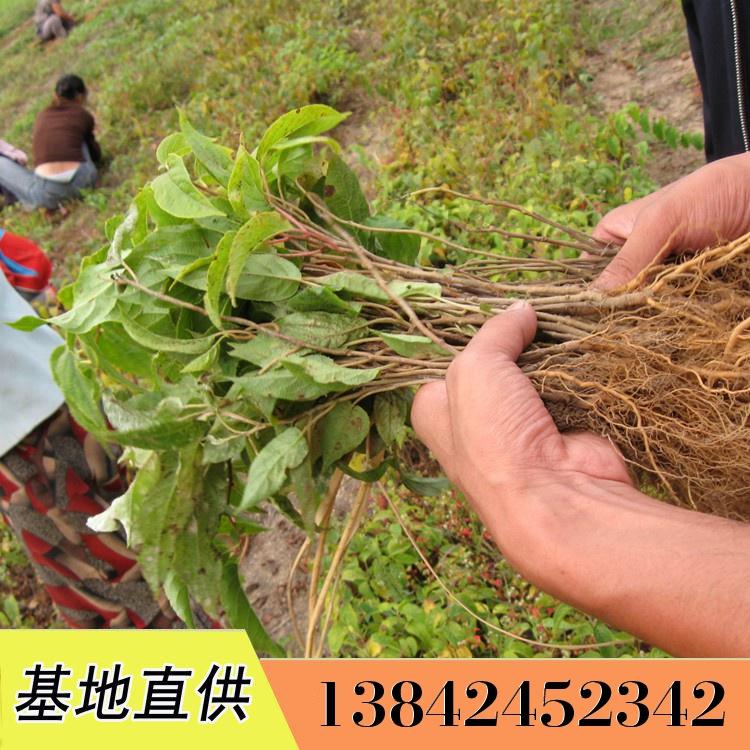 北方软枣树苗 软枣树苗价格 软枣猕猴桃实生苗