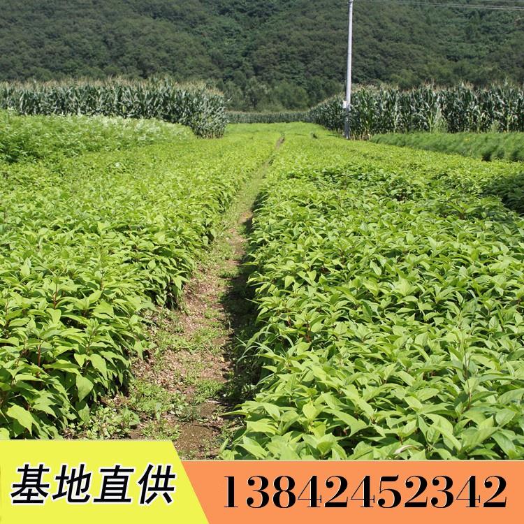 直销软枣子苗 圆枣子苗 软枣子苗价格 瑞林苗圃软枣子苗