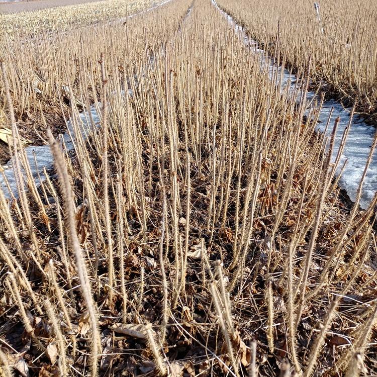 苗圃基地 刺五加苗木 当年生刺五加苗批发