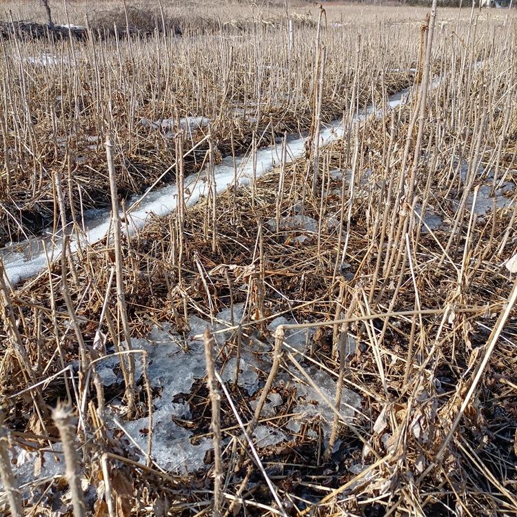 苗圃供应 短梗刺五加苗 专业培育 刺五加苗