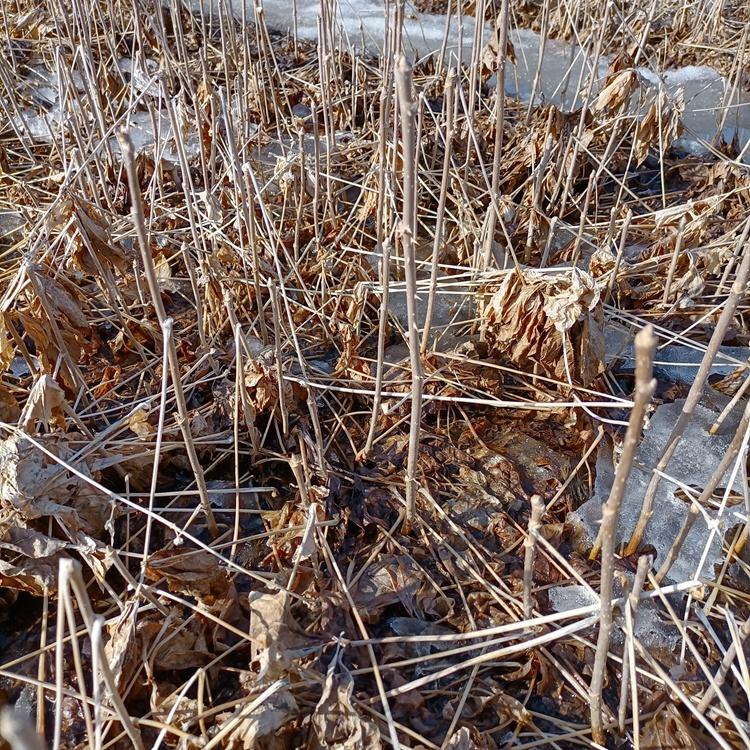 苗圃供应 短梗刺五加苗 专业培育 刺五加苗