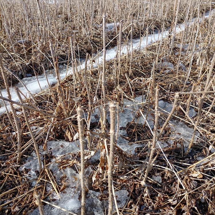 苗圃基地 刺五加苗木 当年生刺五加苗批发