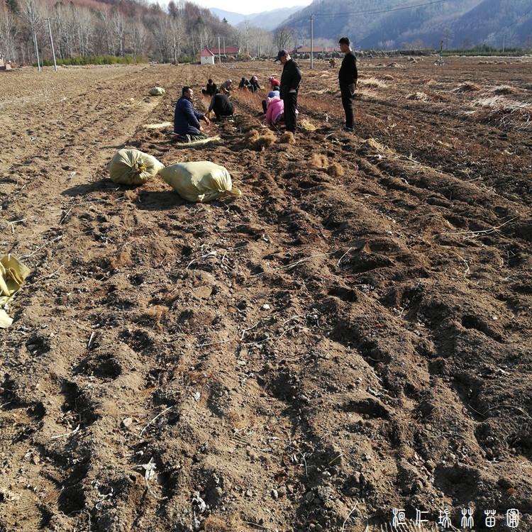 山丁子苗 辽宁山丁子树苗 东北大山荆子树苗