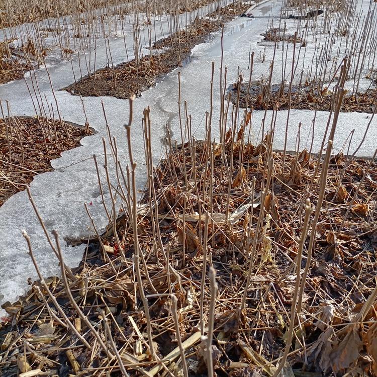 2021春季大量出售刺龙芽苗 高产耐寒 价格优惠