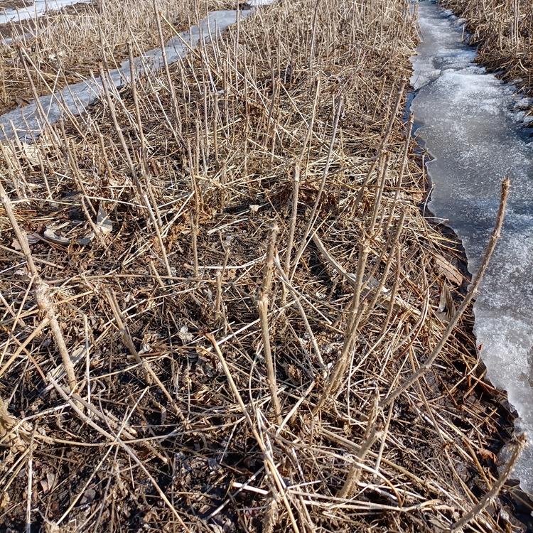 2021春季大量出售刺龙芽苗 高产耐寒 价格优惠