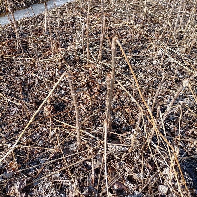 瑞林苗圃 刺老苞树苗 刺老包苗基地出售