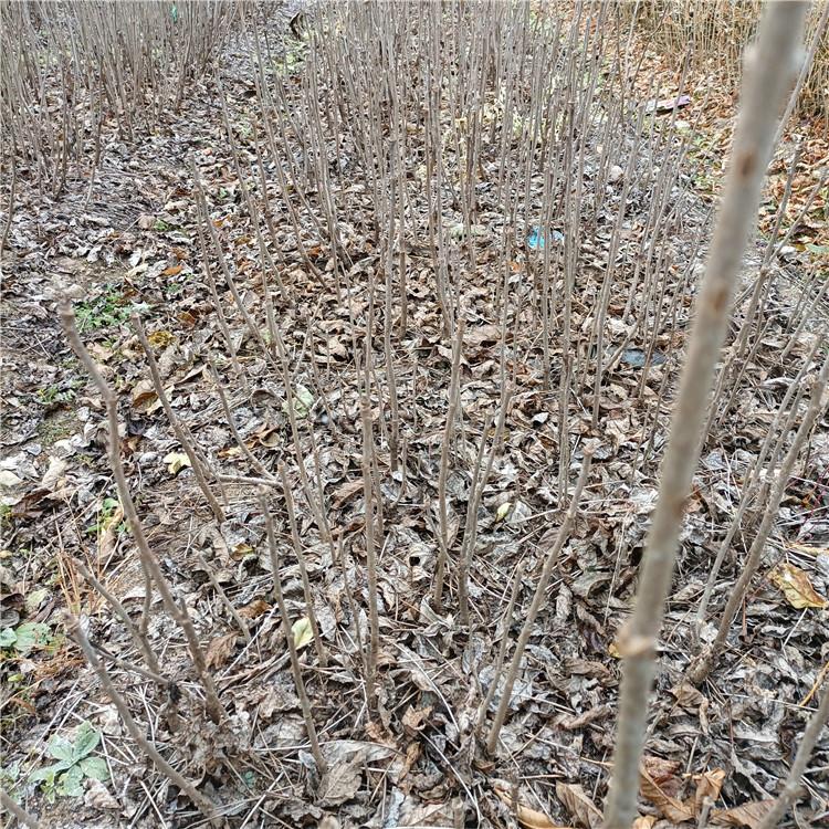 瑞林 刺槐小苗价格 平头刺槐