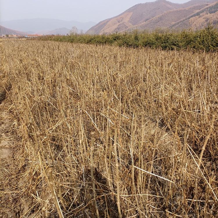 瑞林苗圃 出售红刺老包苗 大量供应刺老包种子
