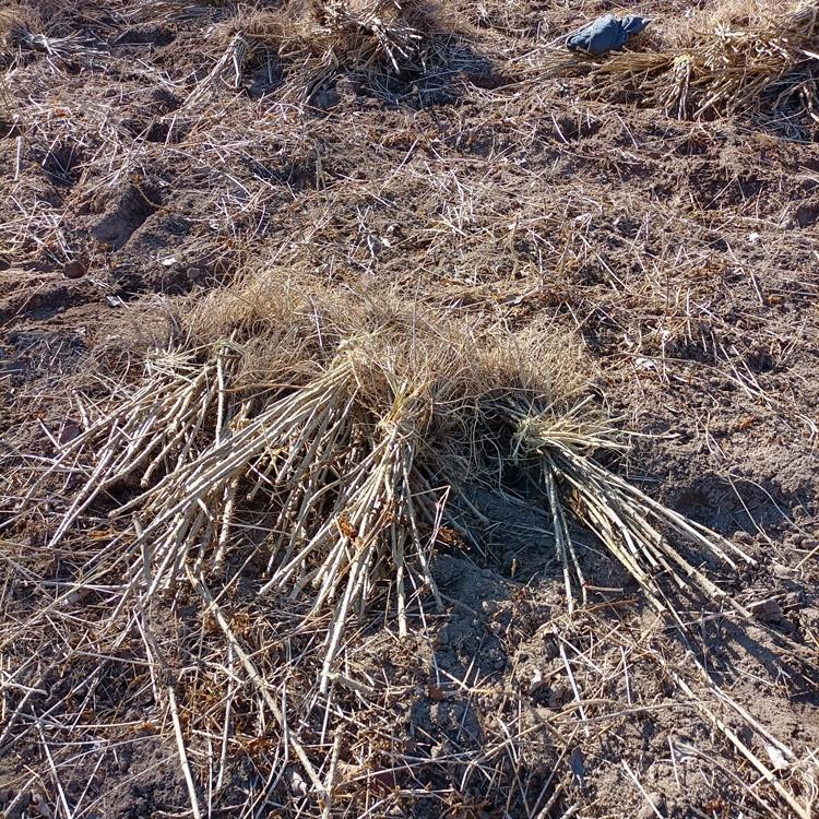 瑞林苗圃 红杆刺老包苗基地 红刺老包苗价格