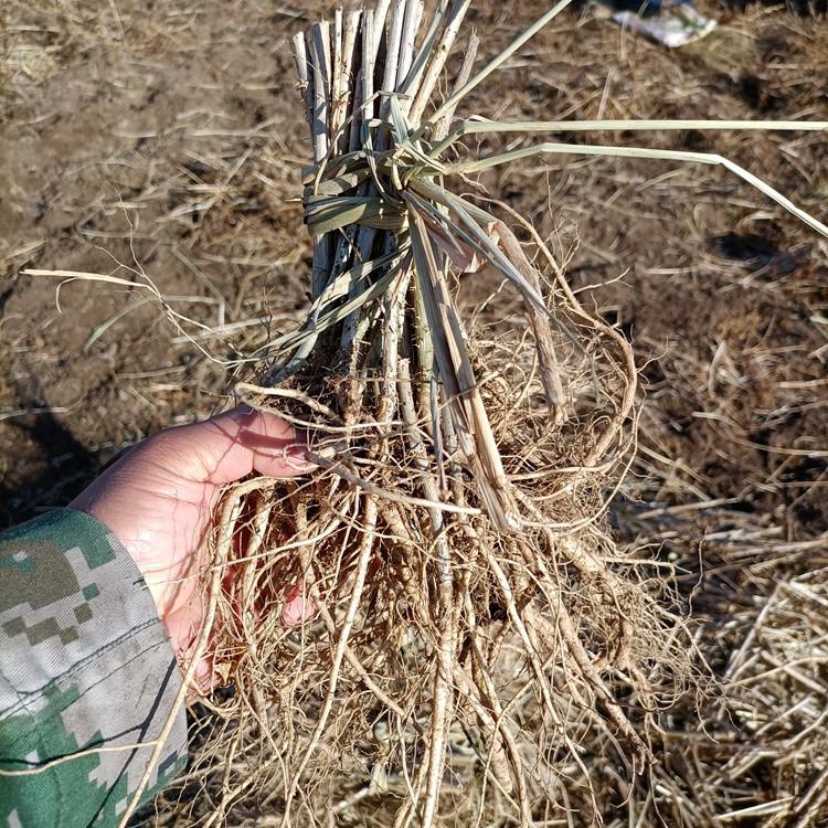  瑞林苗圃 出售红刺老包苗 刺老包种苗基地