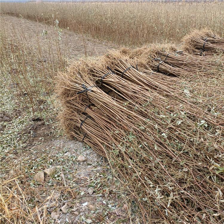 瑞林 1年刺槐苗价格 绿化工程用苗刺槐