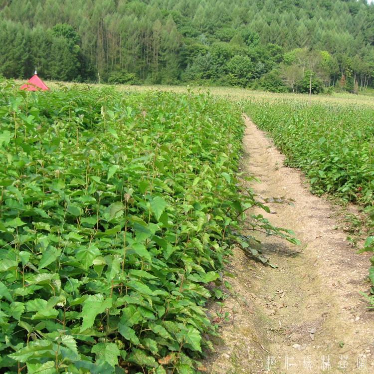 瑞林苗圃 园林绿化白桦小苗 丛生白桦树苗