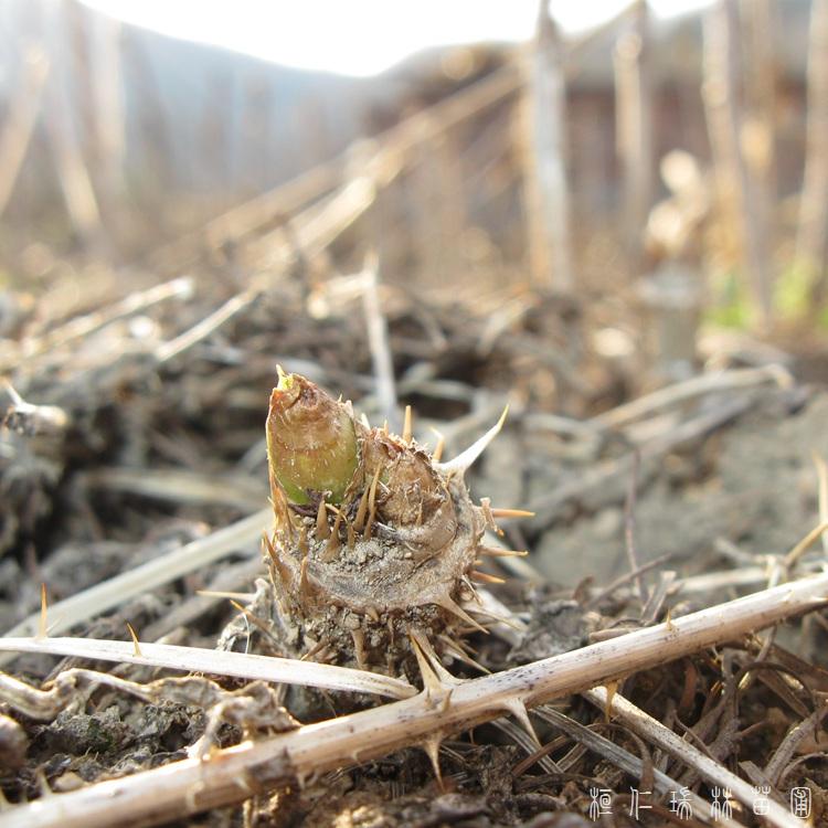 供应乌龙头苗木 乌龙头小苗 物美价廉 量大从优