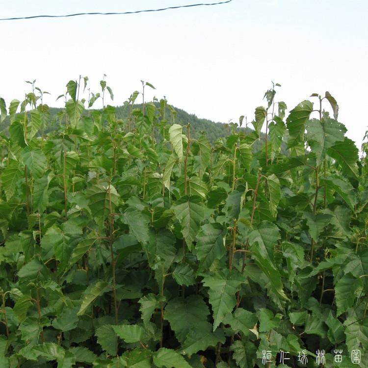 瑞林苗圃 白桦苗 园林乔木植物白桦树