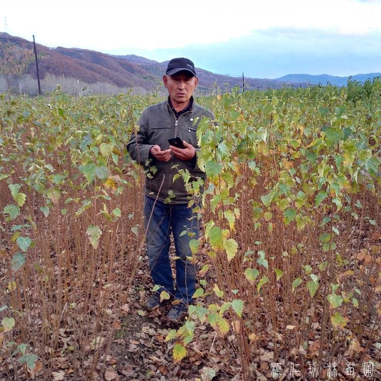 瑞林苗圃 白桦小苗 白桦苗种植