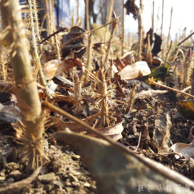 乌龙头苗子 刺龙芽苗 刺老苞价格