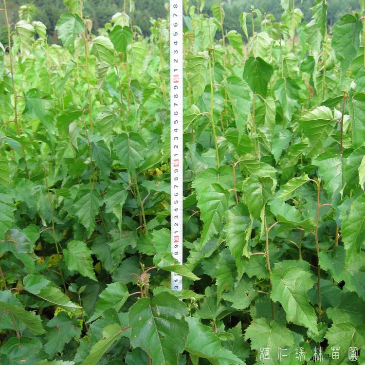 瑞林苗圃 基地白桦苗 东北白桦小苗价格