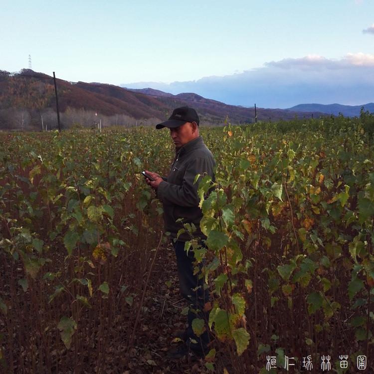 瑞林苗圃 桦树苗 白桦产地嫁接育苗