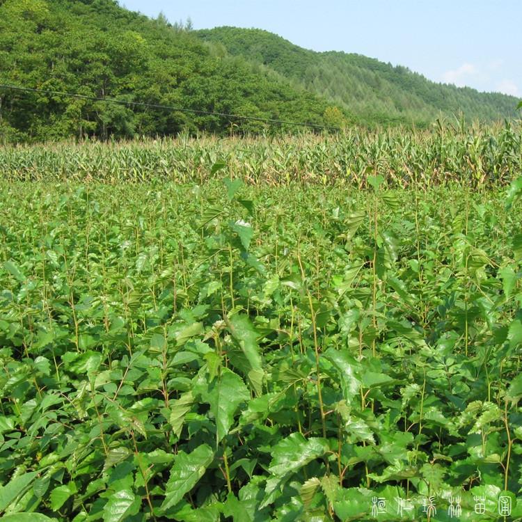  瑞林苗圃 桦树苗 白桦苗基地