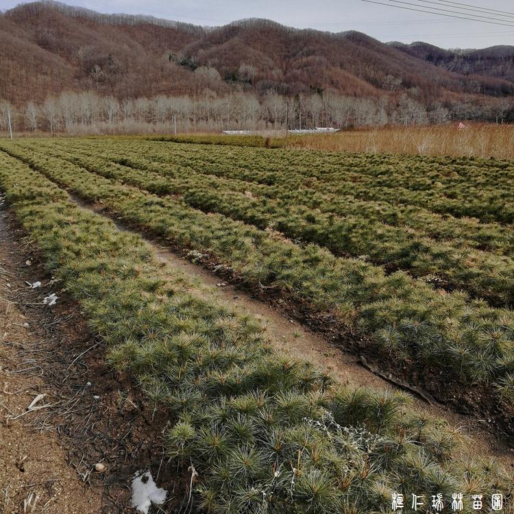 东北红松树苗 红松苗价格 红松树苗